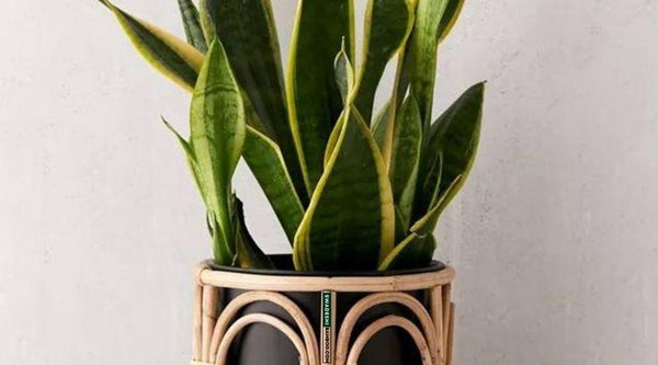 Bamboo Planters: An Easy and Eco-Friendly Way to Do Container Gardening
