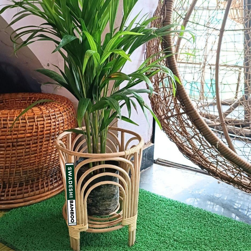 Cane planter (pack of 2)