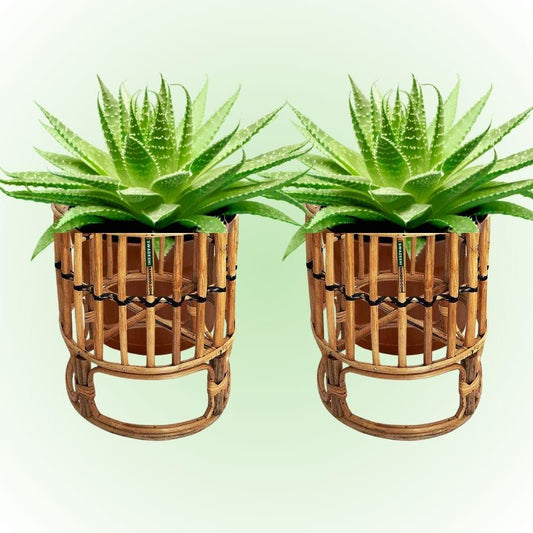 Swadeshi Bamboo (Set of 2) Cane Bamboo Rattan Hanging/Table Planter Stand for Garden, Balcony Home and Office | Size- 10W*11H Inch - swadeshibamboo