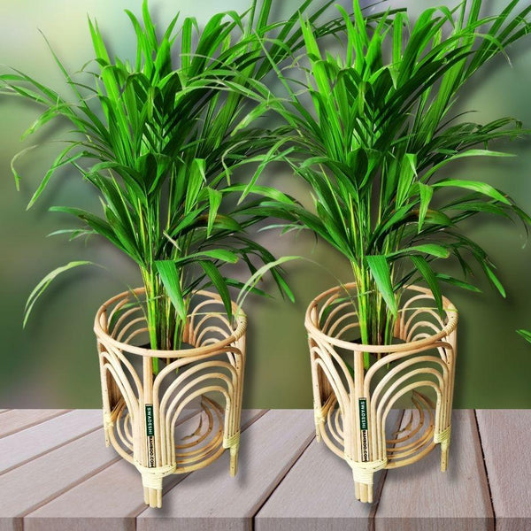 Cane Bamboo Planter (Set of 2) Stand for Garden, Balcony Home and Office | Size- 10W*12H Inch - swadeshibamboo