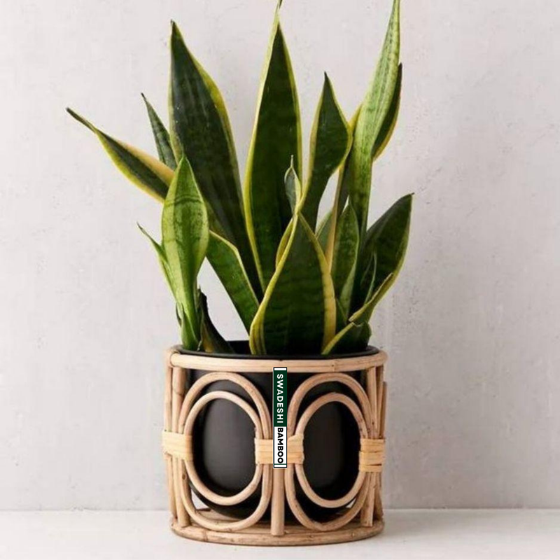 Cane planter stand img